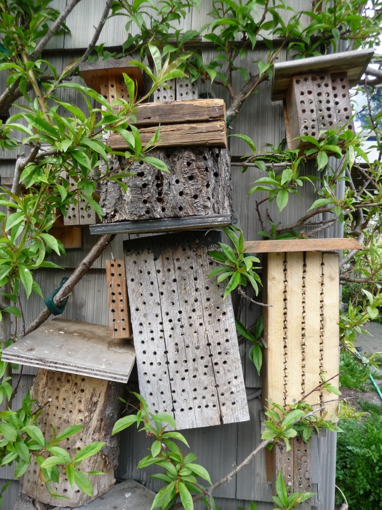 2012-mason bees