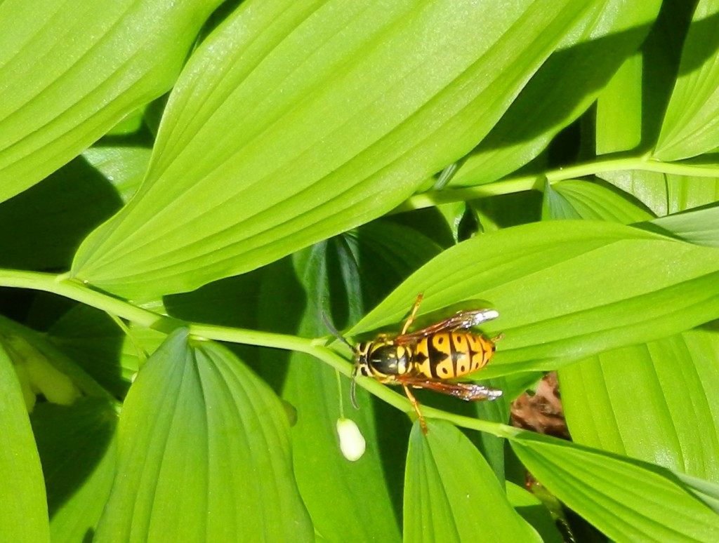 easternyellowjacket-wasp