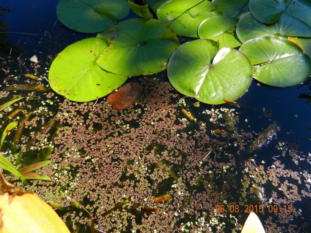 2015-08-06azolla2s