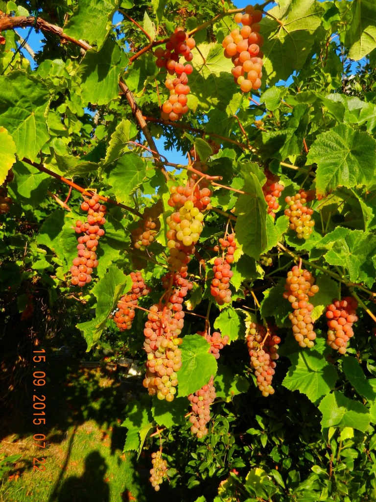 2015-09-15-grapes