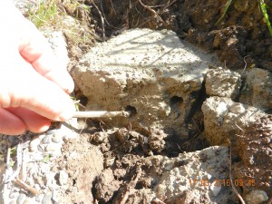 Holes drilled in clay for a mud source for mason bees