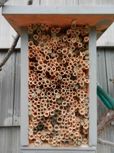 The first version of the mason bee house. Only one problem, where do you place the cocoons when they are ready to be released. Next years version soved that one. 