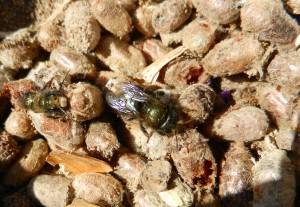 Freshly emerged mason bee