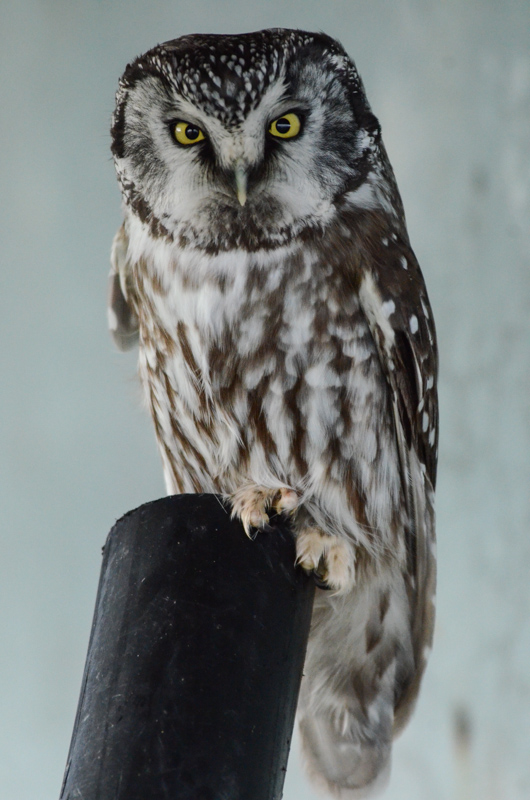 owl-eyes-wide