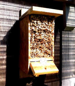 mason_bee_house