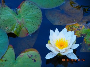 water lily