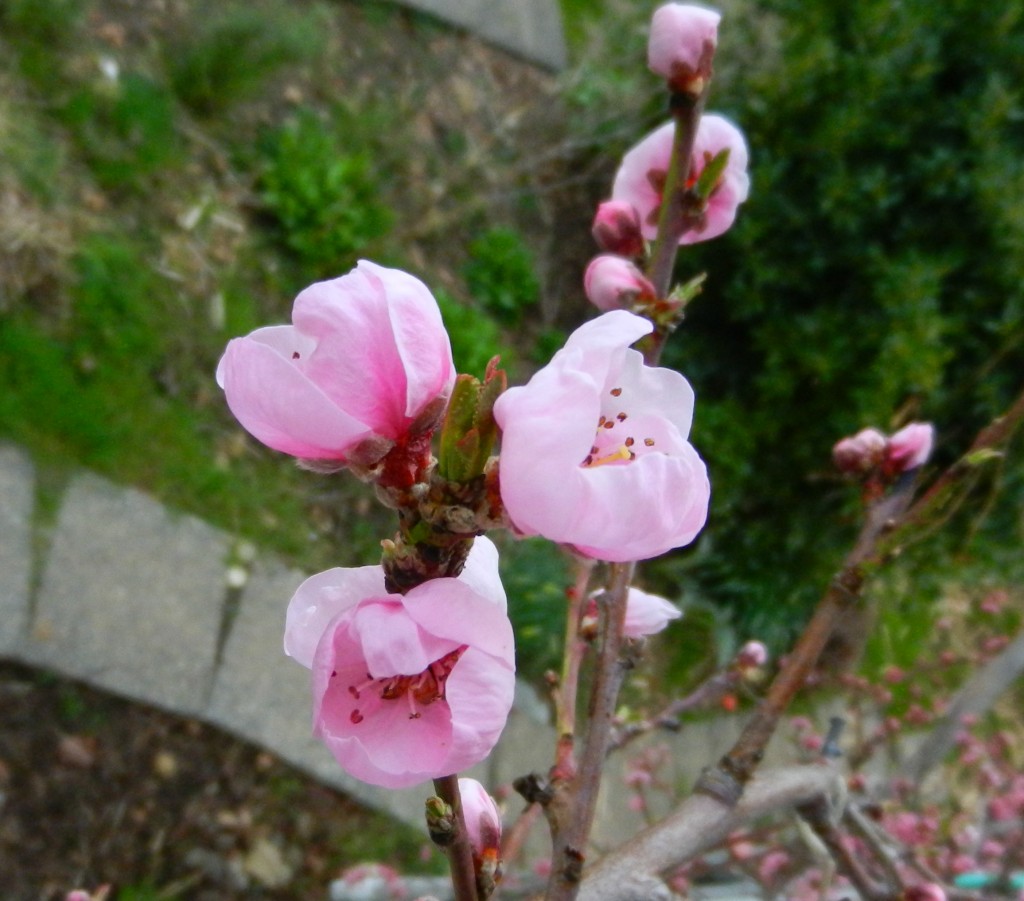 nectarine_blossom