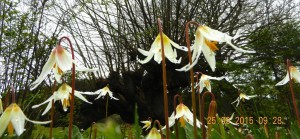 The fawn lilies , Erythronium sp. are in bloom now so they can benefit from the pollination by the mason bees also. 