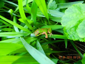 Pacific chorus frog or pacific tree frog, (Hyla regilla)in a flower bed near our house.