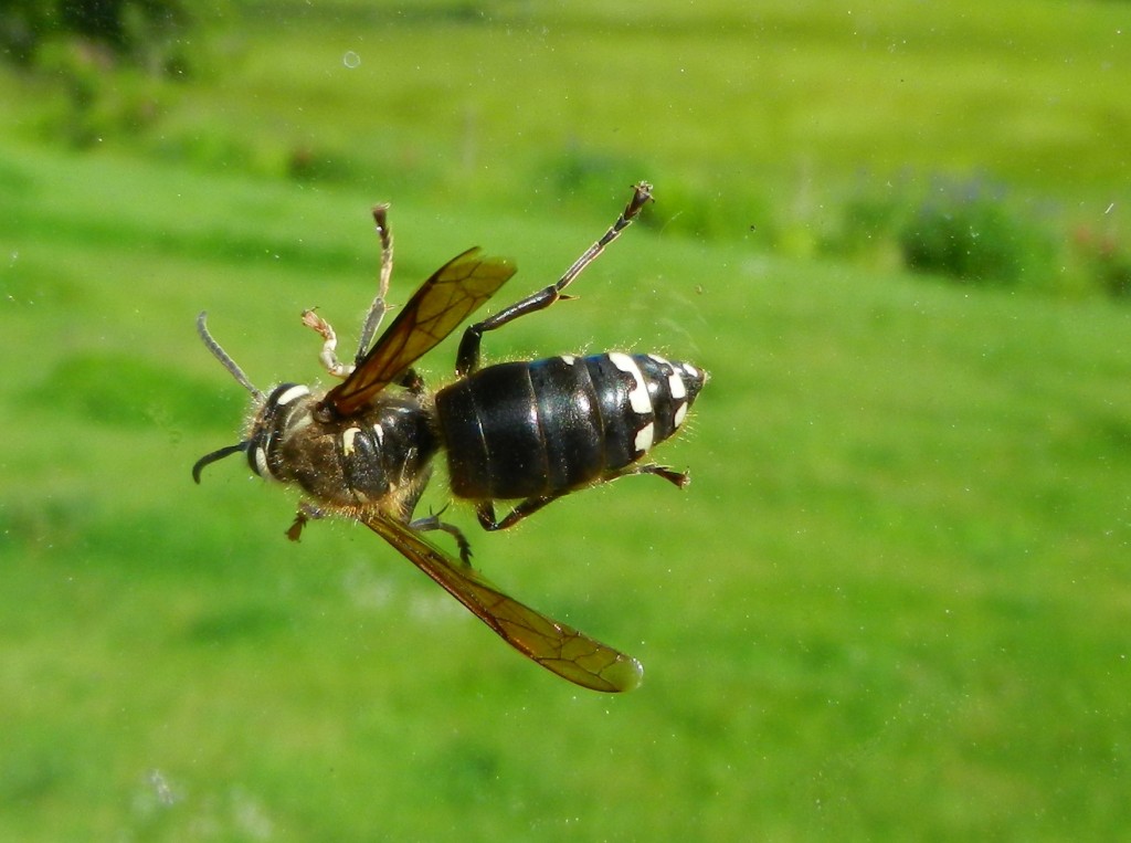 2015-May14-Bald-faced-Hornet Dolichovespula-maculata.