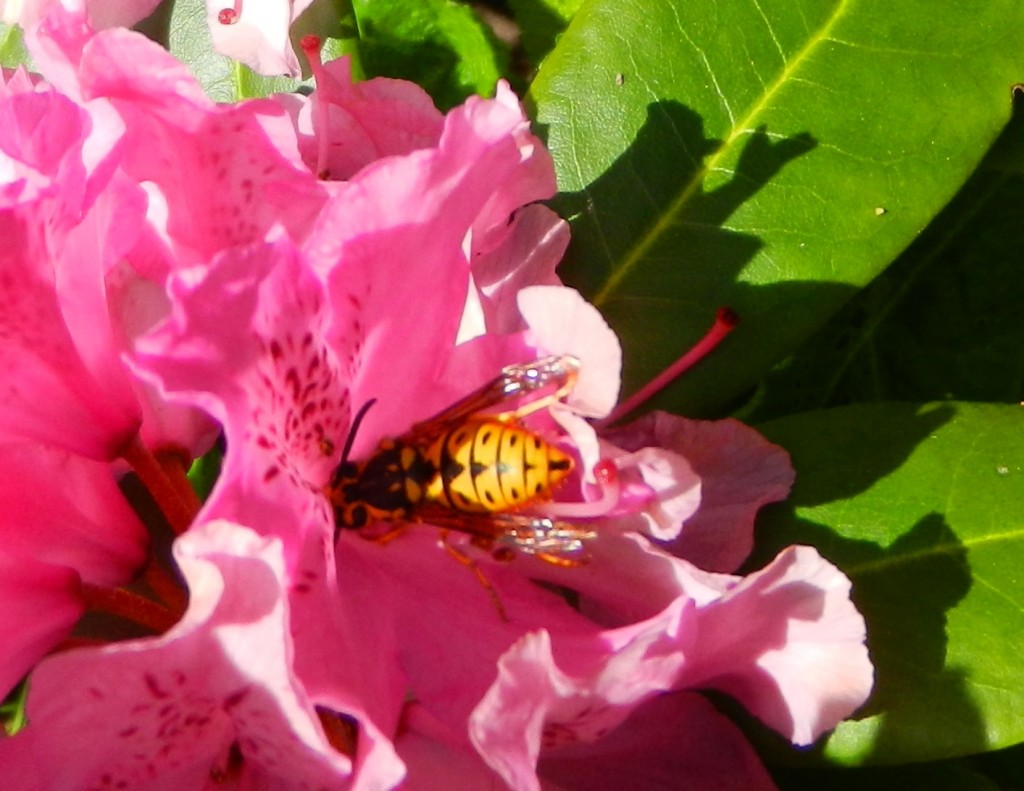 An Easter yellow-jacket wasp seeking nectar in a rhododendron