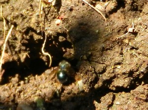 mason bee crawls into the side tunnel