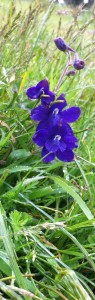 larkspur