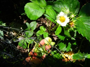 2015-06-04 strawber2a