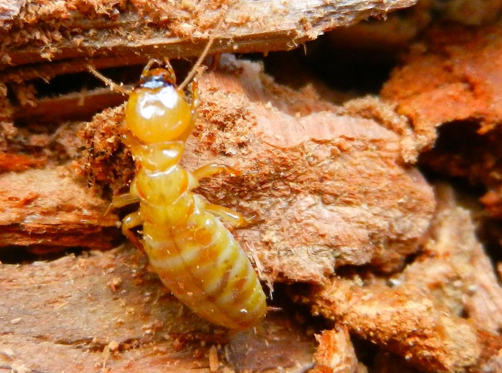 termite