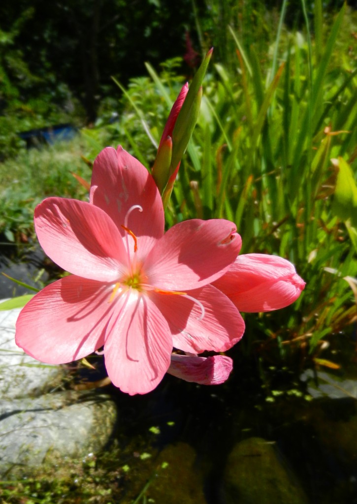 2015-july1pinkkaffirlily