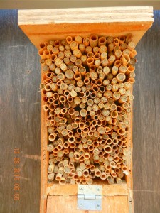 This was the mason bee house from the south side of the barn. Note high percentage of sealed tubes.