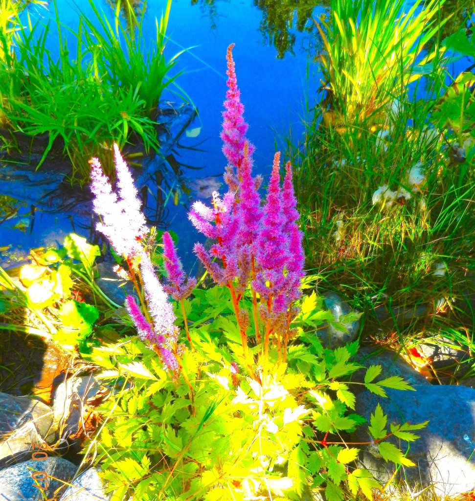 astilbe