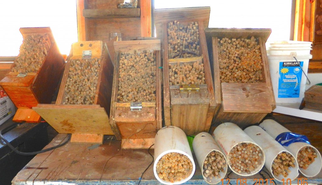 Mason bee homes