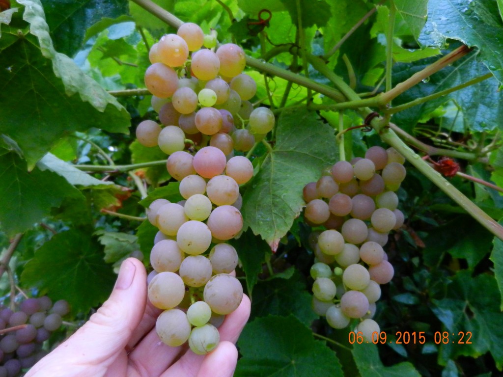 2015-09-06cugrapes