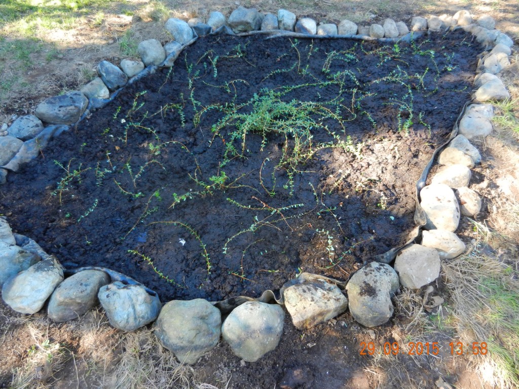 The finished bog planted for next year's cranberry crop. (Theoretically!)