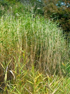 phragmites