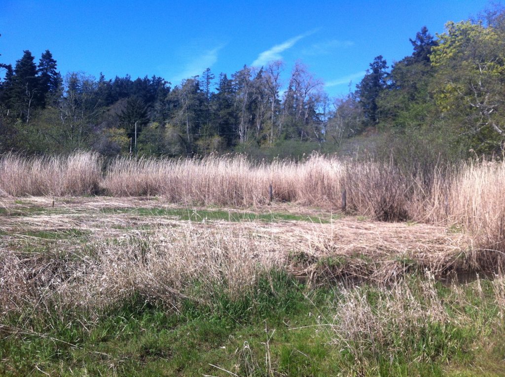 Phragmites in estuary/marsh