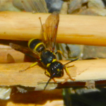 Wings held partly erect.